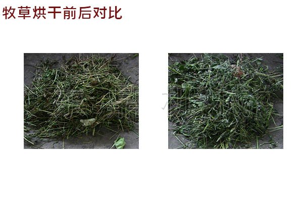 燕麦草烘干前后对比